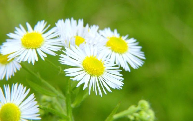 あの日見た花の名前を僕達はまだ知らない 感想 考察まとめ 花の名前とは かっぱの平泳ぎ