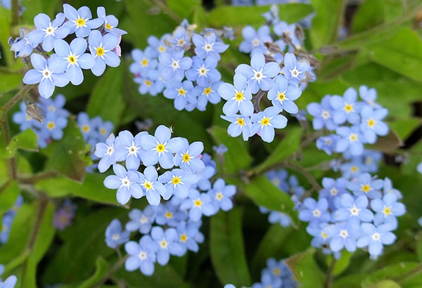 あの日見た花の名前を僕達はまだ知らない 感想 考察まとめ 花の名前とは かっぱの平泳ぎ